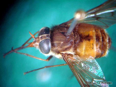 Insectos del Ecuador