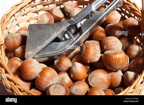 Image result for Hazelnut in Shell