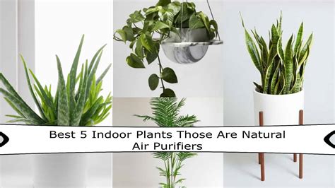 5 Indoor Plants that are great as Natural Air Purifiers - Womens Exclusive