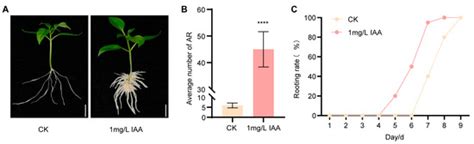 Auxin-Induced Adventitious Rooting in Pepper Involves CaLBD16 ...