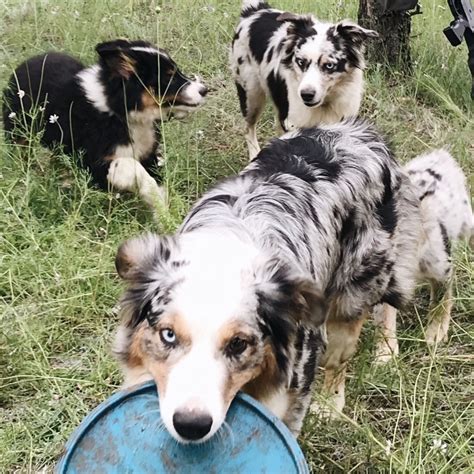 Miniature Australian Shepherd Breeders — Go West Mini Aussies