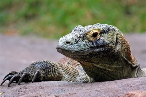 Feeding strategies of Komodo dragons mimic prehistoric predators - Earth.com