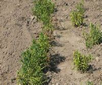 Fenugreek Root collar rot Foot rot