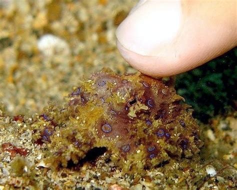Image result for Blue-Ringed Octopus Range