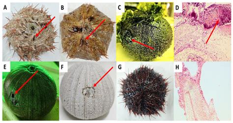 Antibiotic Resistance in Vibrio Bacteria Associated with Red Spotting ...