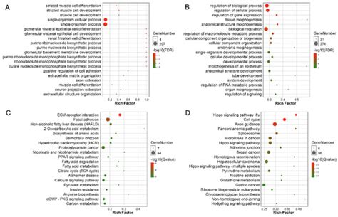 Identification of miRNA–mRNA Networks Associated with Pigeon Skeletal ...