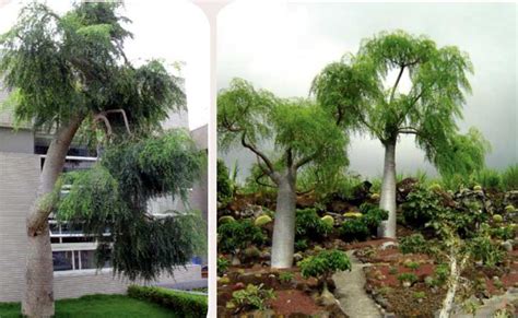 UNIQUE TREES - Outdoor Luxury