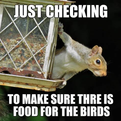 12 Funny Squirrel Memes to Make You Smile