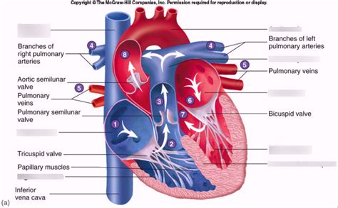 Cardiovascular System 的图像结果