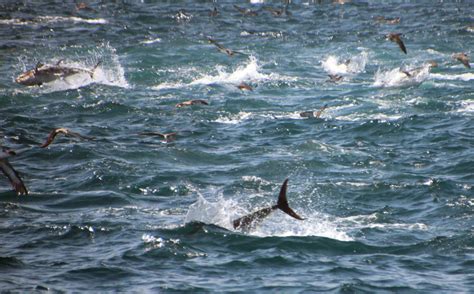 Tuna above the water