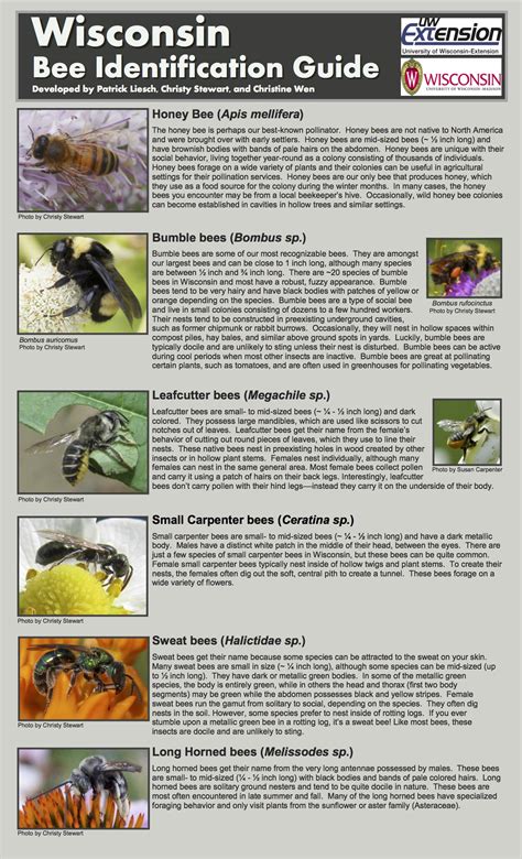 Identifying Bees Nevada Bee Identification Guide | Nevada Bugs And