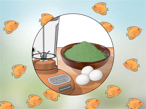 Image result for Discus Bebe