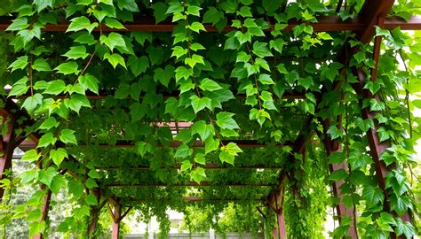Monsoon-Resilient Climbing Plants for HSR Layout Pergolas – Idyl