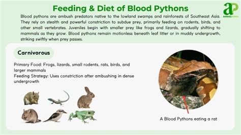 Image result for Blood Python Feeding