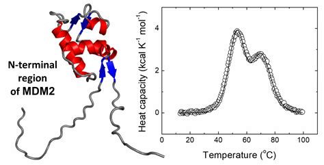 Conformational Stability of the N-Terminal Region of MDM2