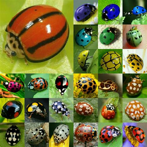 Stunning Ladybug Patterns and Colors