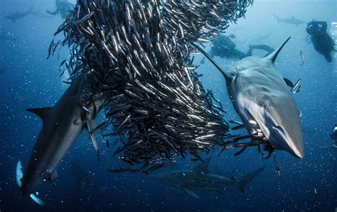 Are Sharks Just Misunderstood Predators Or Peaceful Giants