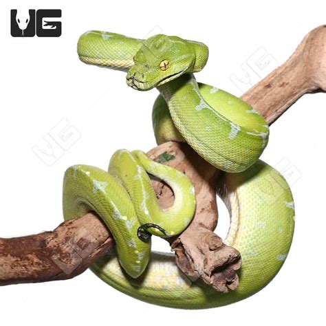 Image result for Female Green Tree Python