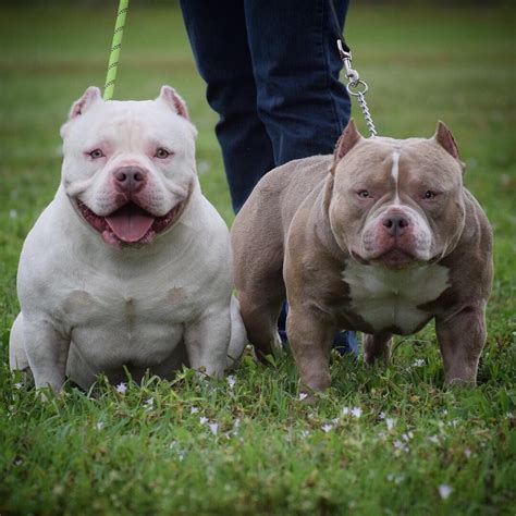 TOP POCKET AMERICAN BULLY BREEDER| POCKET BULLY STUDS | BEST EXTREME ...