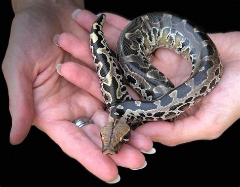 Short Tail Python Complex 的图像结果