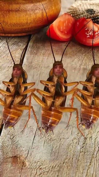 Cockroach Dance Song 的图像结果