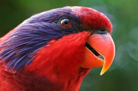 Image result for Coco Key Red Parrot