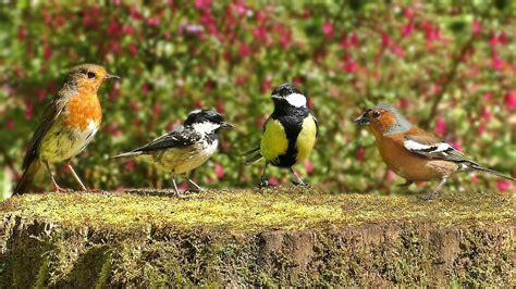 Image result for Sound of Spring