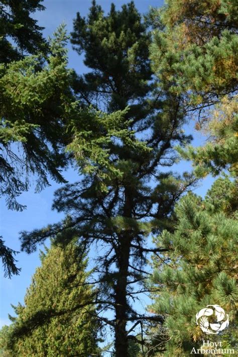 Pinus rigida - pitch pine, pin rigide, hard pine | Hoyt Arboretum ...