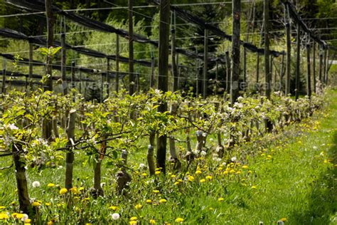 Image result for Pruning Columnar Apple Trees