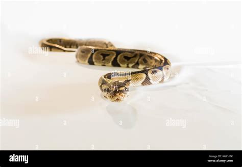 Image result for Royal Ball Python
