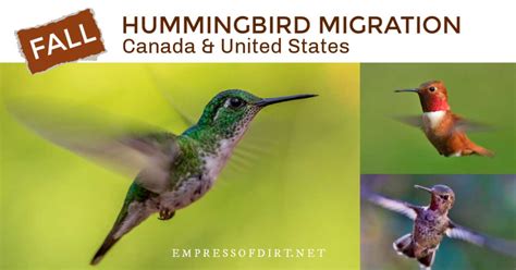 Image result for Current Hummingbird Fall Migration