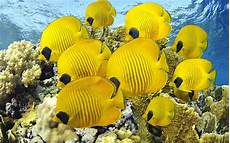 Moving Fish Wallpaper by Moving Fish Wallpapers Hd Desktop Wallpapers 4k Hd Moving Fish Wallpaper