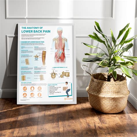 The Anatomy of Lower Back Pain Poster | Patient Education Tool – AnatomyStuff - back pain chart
