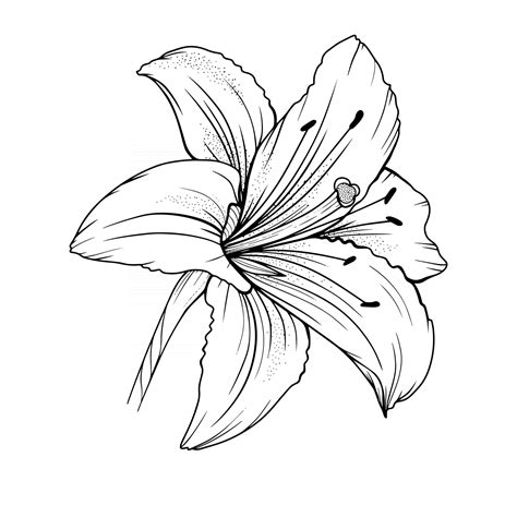 How To Draw A Lilly - Drawing Tips Guide
