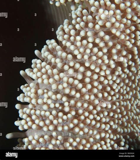 White anemone with black background serves as a shelter for tiny sea creatures Stock Photo - Alamy