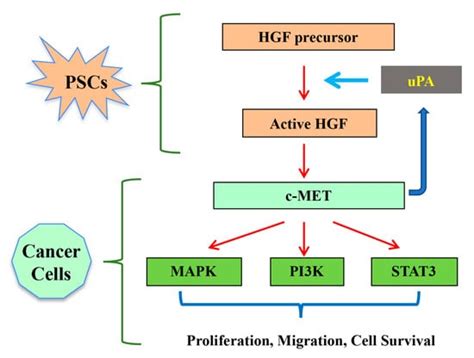 Targeting HGF/c-MET Axis in Pancreatic Cancer