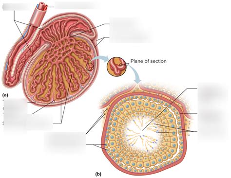 Image result for Testes Structure Class 12