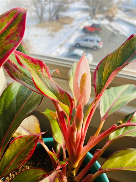 Aglaonema Flower | Best Flower Site