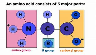amino acid 的图像结果