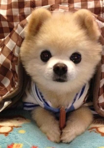 Boo 世界上最可爱的狗狗 图片全集 - 茶杯宠物网