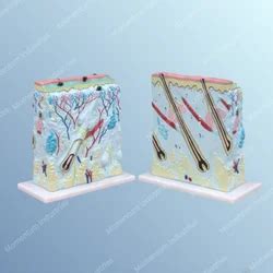 Skin Models - MI Human Skin Model Trader - Wholesaler / Distributor ...