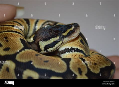 Purple Python Snake 的图像结果