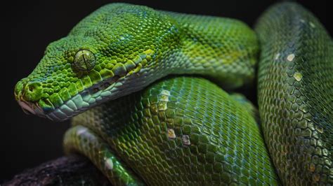 Image result for Snake Game Black Background Using Python