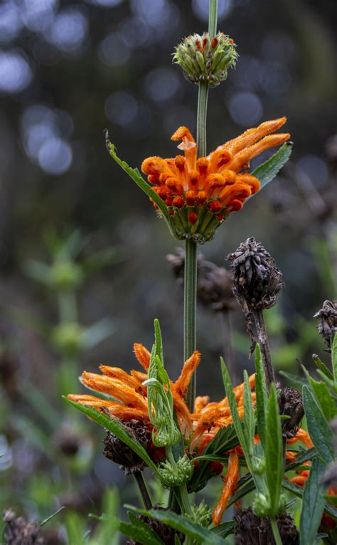Lion's Tail Plant Free Stock Photo - Public Domain Pictures