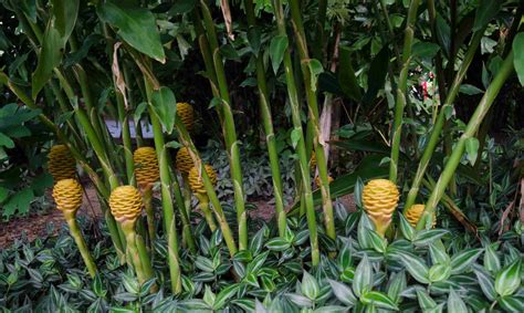 How to Grow and Care for Flowering Ginger