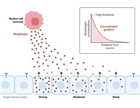 Image result for Diagram of Concentration Gradient