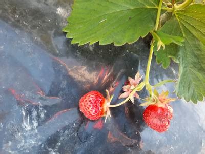 Strawberry Dataset for Object Detection - Dataset Ninja