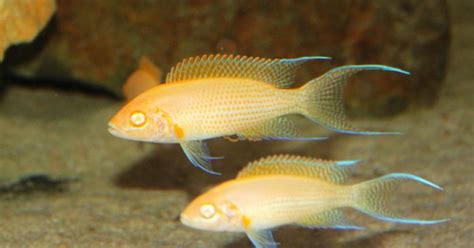 NEOLAMPROLOGUS OLIVACEOUS ALBINO (RARE) 3cm