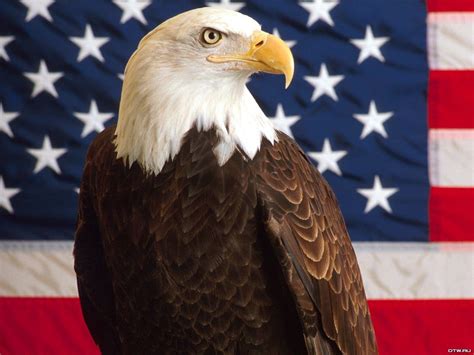 American Bald Eagle Wallpapers - Wallpaper Cave