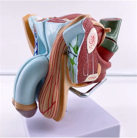 GEMCORE Human Body Model Anatomy, Reproductive System Male India | Ubuy